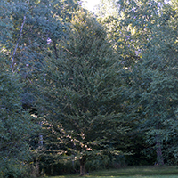 Image of a yellow birch tree