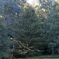 Image d’un bouleau jaune