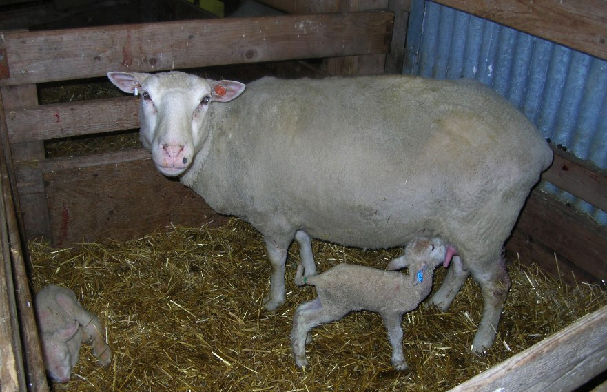 Brebis dans un petit enclos qui allaite un nouveau-né avec un autre agneau étendu sur la paille.