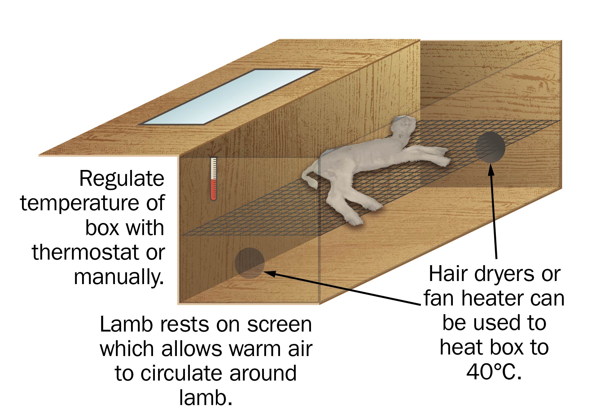 Lamb warming box schematic showing placement of lamb and heaters. Rectangular box with two black circles on short ends where hair dryers or fan heater can be inserted to heat box to 40°C. Lamb is resting on screen mid-way up so air can circulate around the lamb. Thermostat is attached to the side of the box.