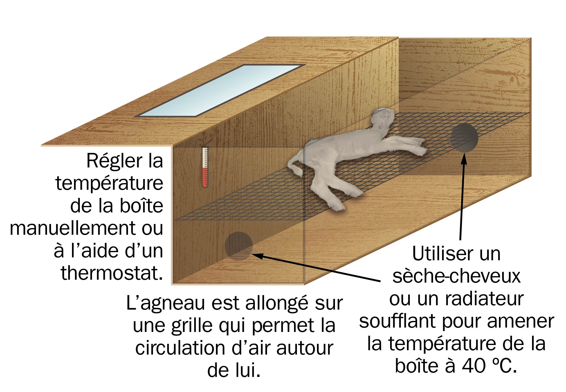 Schéma d’une boîte de réchauffement illustrant un agneau et des sources de chaleur. Boîte rectangulaire avec deux cercles noirs aux extrémités des côtés les plus courts de la boîte dans lesquels un sèche-cheveux ou un radiateur soufflant peuvent être introduits pour chauffer la boîte jusqu’à 40 °C. L’agneau est allongé au milieu d’une grille de manière à ce que l’air puisse circuler autour de lui. Un thermostat est installé sur le côté de la boîte.