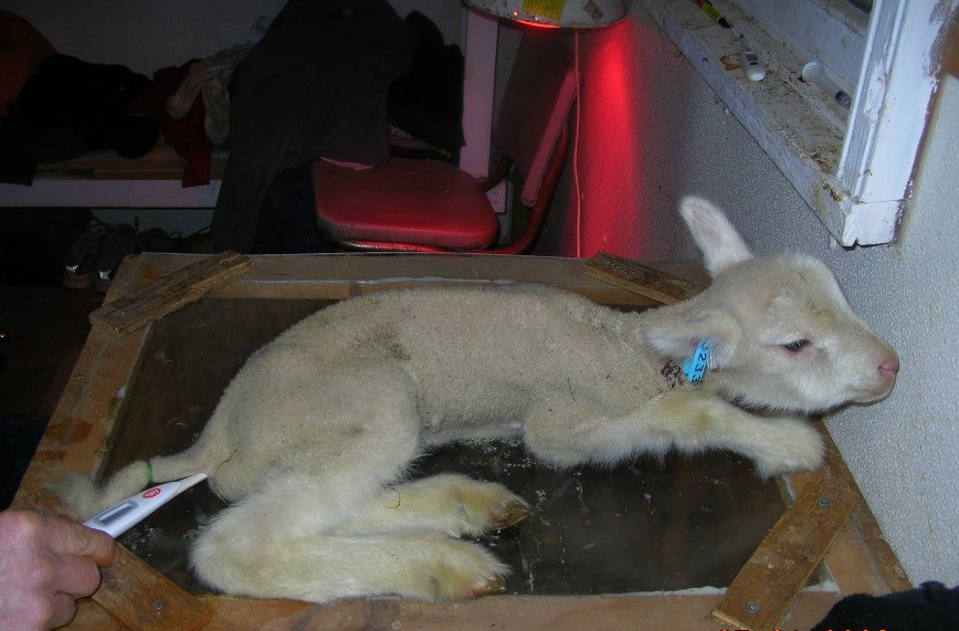 Rectal thermometer being used to take the temperature of a newborn lamb.