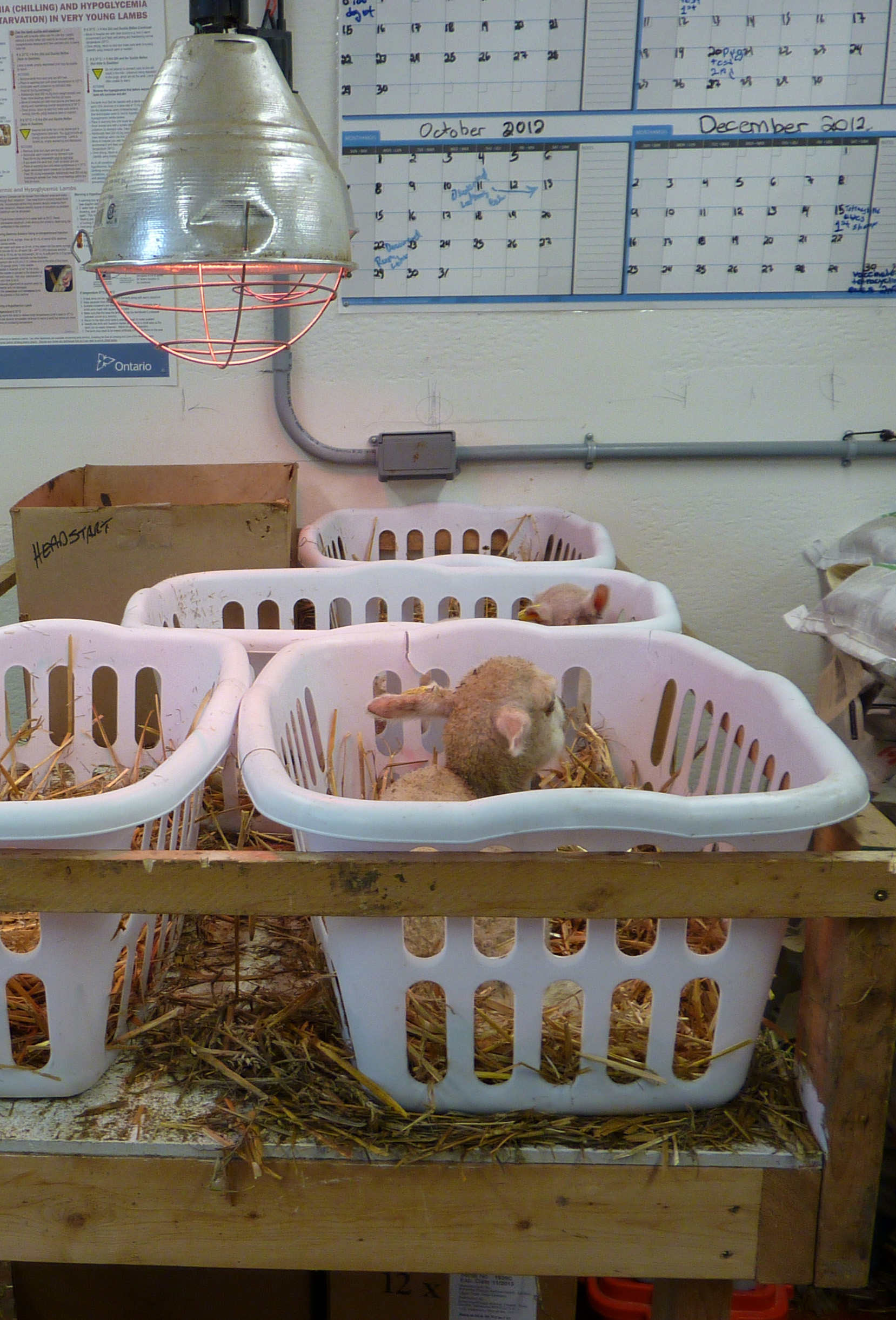 Lamb lying under a heating lamp in a plastic bin.