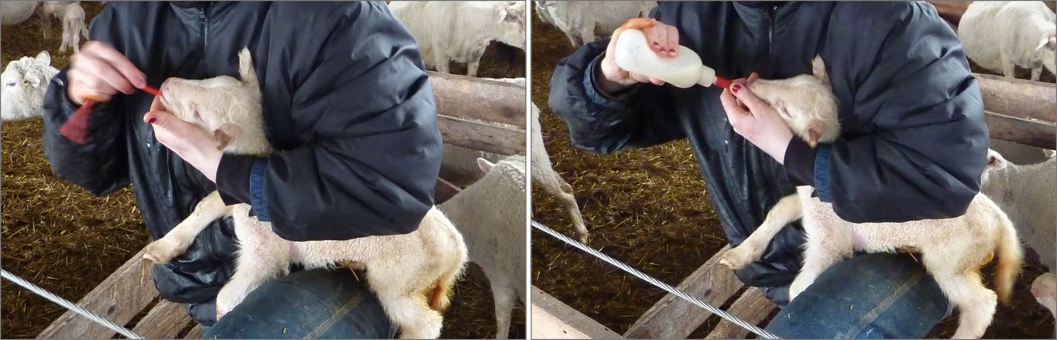 Left: Woman holding a lamb and inserting stomach tube. Right: Woman holding a lamb and administering colostrum through stomach tube.