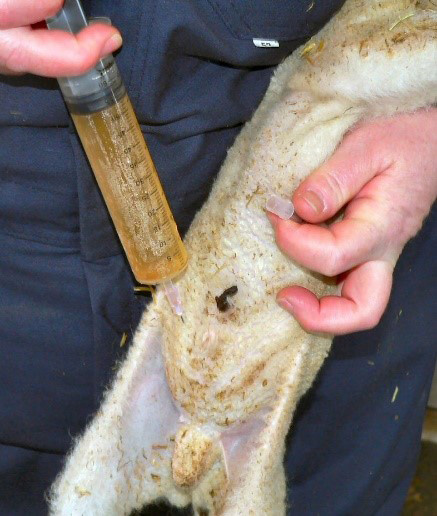 Injection avec une aiguille introduite dans le bassin de l’agneau.