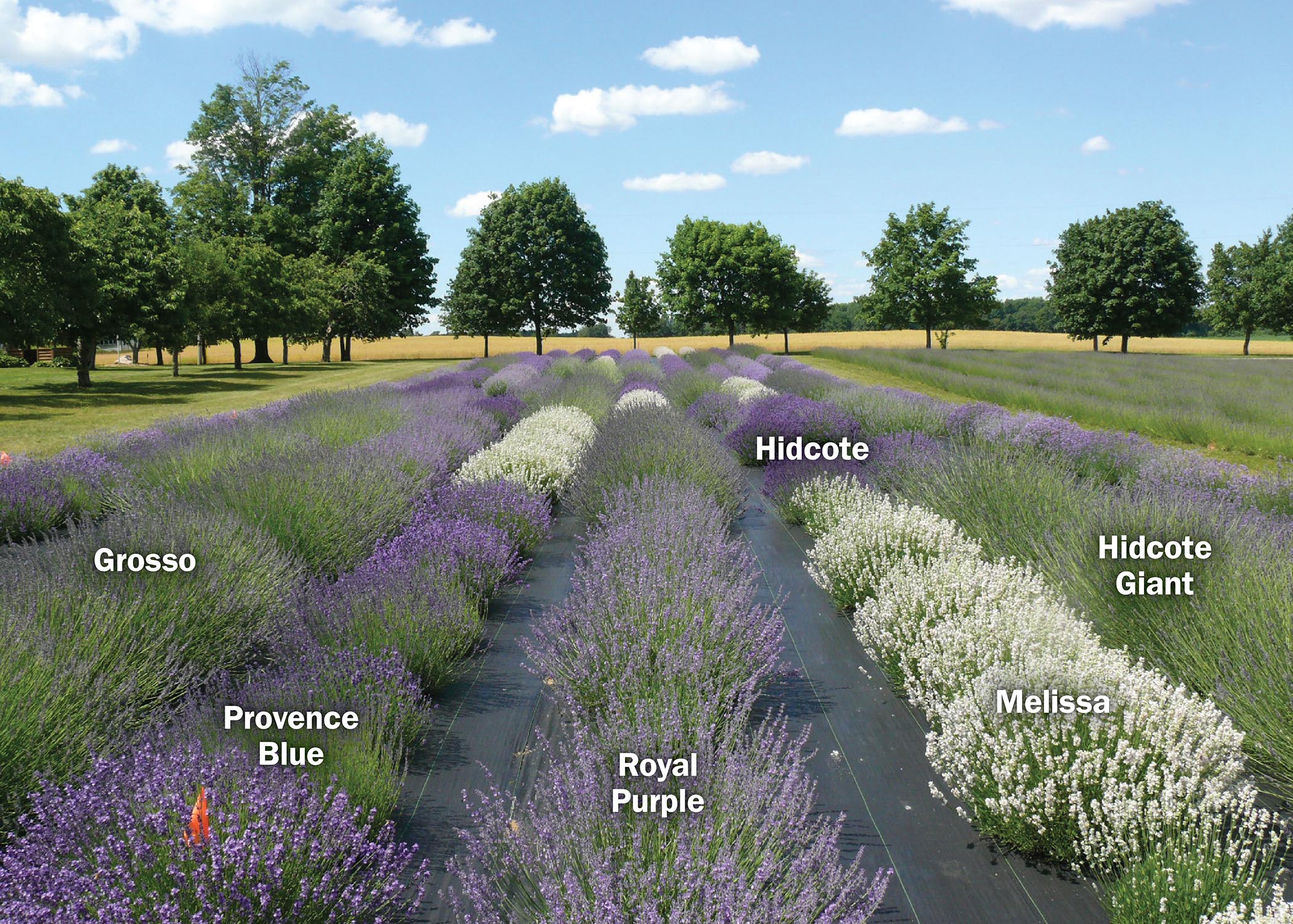 A cultivar trial site with seven rows of lavender and a variety of lavender cultivars in bloom.