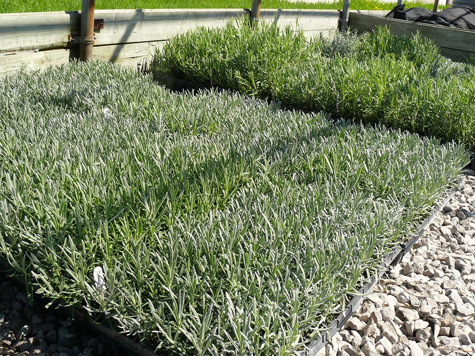 The image shows a tray filled with young lavender plants in cell packs.