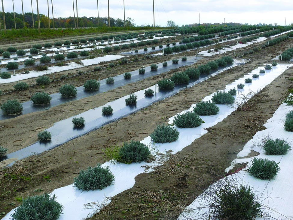 L’image montre huit rangs de plants de lavande cultivés sur du paillis plastique.