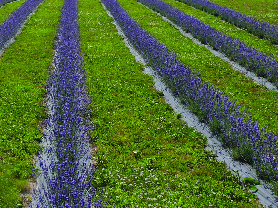 Close-up photo of lavender plants in bloom on black plastic mulch.