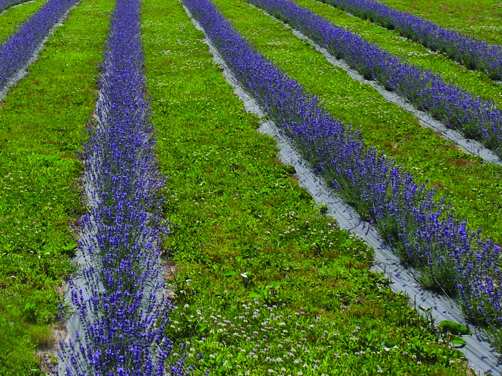 Photo rapprochée de plants de lavande en floraison sur du paillis plastique noir.