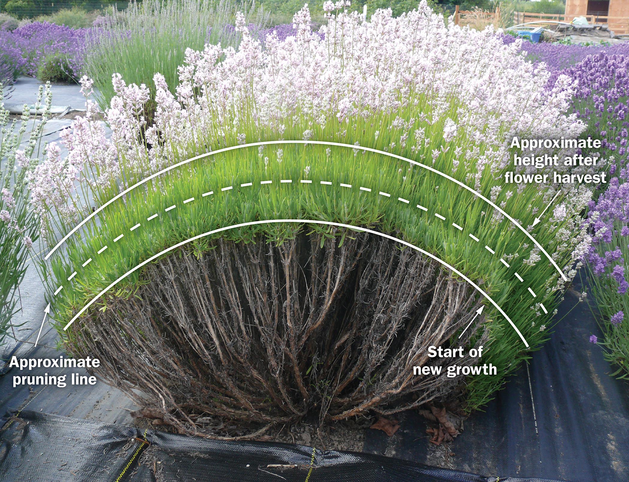 An illustration of a lavender plant with lines showing how it should be pruned.