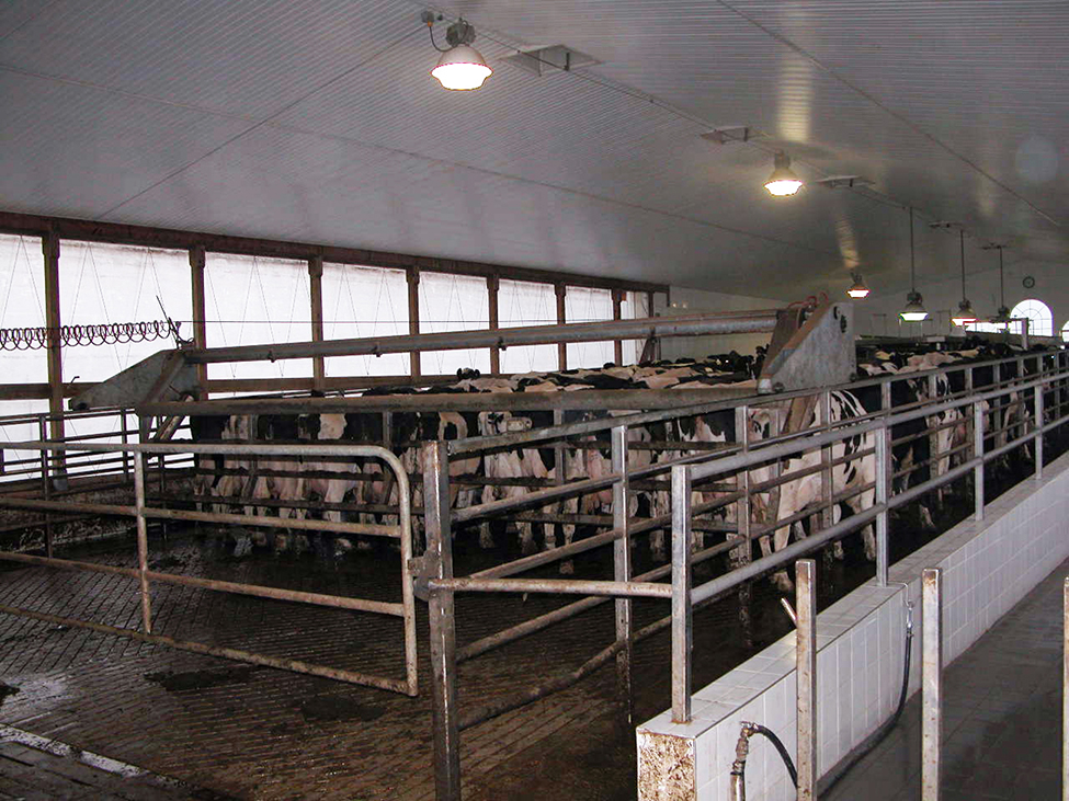 Cows being herded through crowd gates