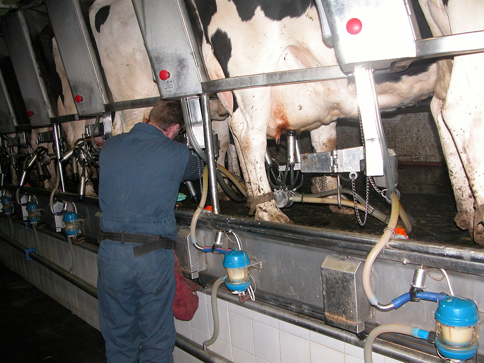 Close-up of milking equipment being attached to cow