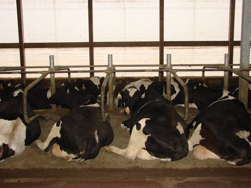 Comfortable cows lying in free stalls bedded with sand