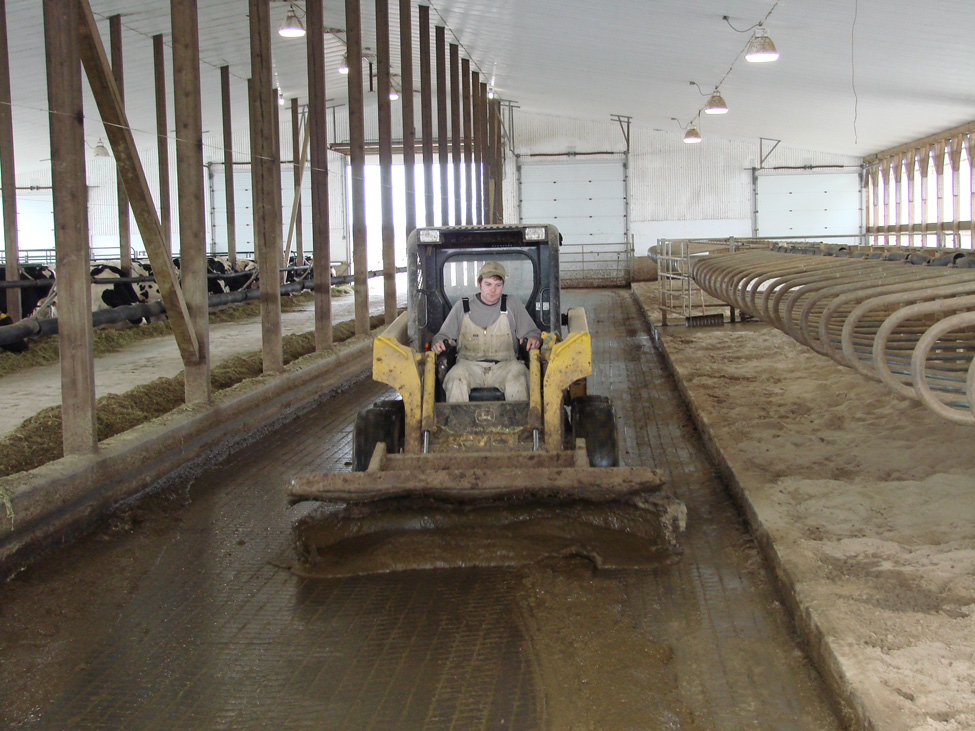 Skid steer used to collect sand-laden manure in free stall alley