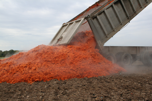 Photo de déchets de tomates déchargés par un camion-benne sur un champ.