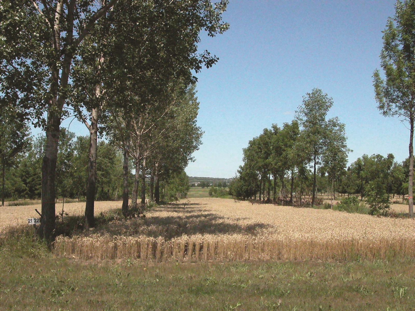 Rows of mature trees with cereal crop growing in between the rows.