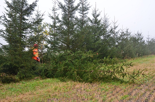 Large spruce tree lying on the ground by a row of spruce trees.