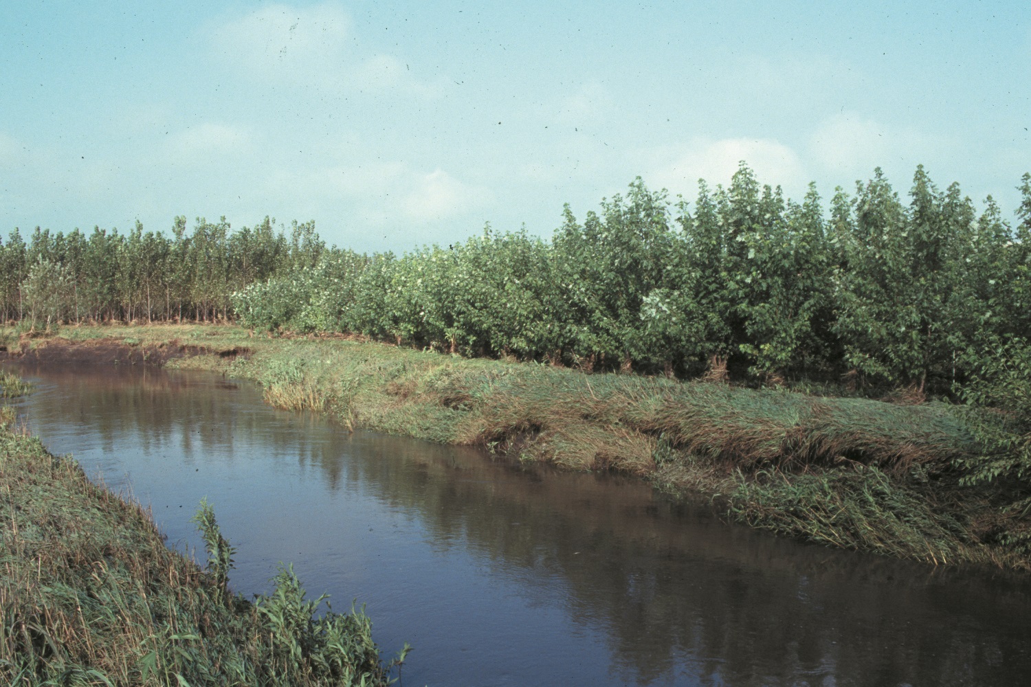 Stream with grass on the banks and row of trees along bank.