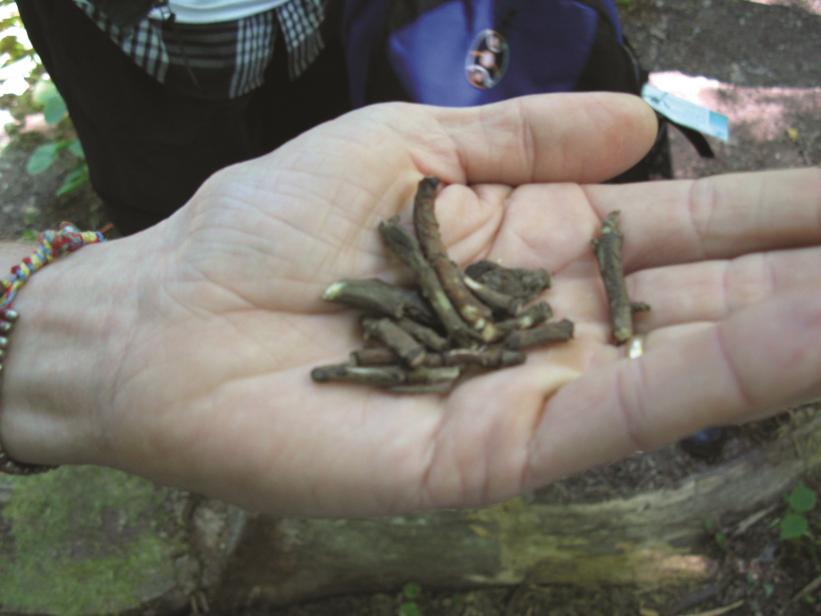 Hand holding browny gray twig like crop which is about the width of two fingers in size.