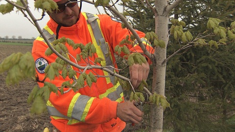 Man pruning side branches of a deciduous tree.