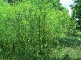 Closeup of clump of willow trees.