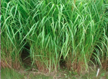 Close up of three clumps of miscanthus.