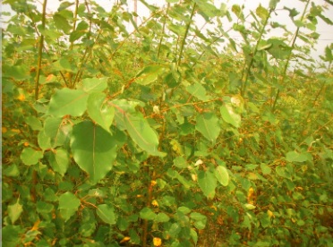 Close up of young poplar trees.