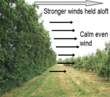 Large windbreak beside an orchard. Large arrow pointing from the windbreak to the orchard with the words “stronger winds held aloft”. Under this are arrows pointing from left to right with the words “calm even wind” beside them.