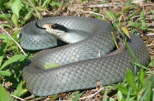 A photograph of Blue Racer