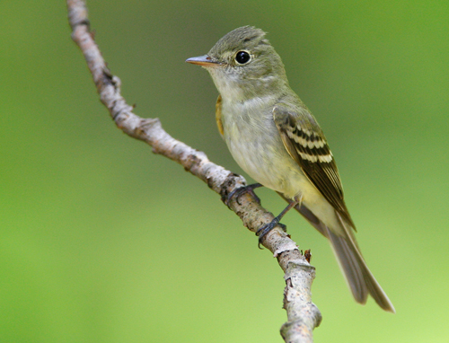 A photograph of Acadian Flycatcher