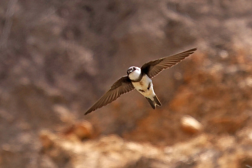 Bank Swallow