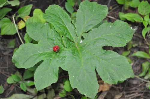 A photograph of Goldenseal