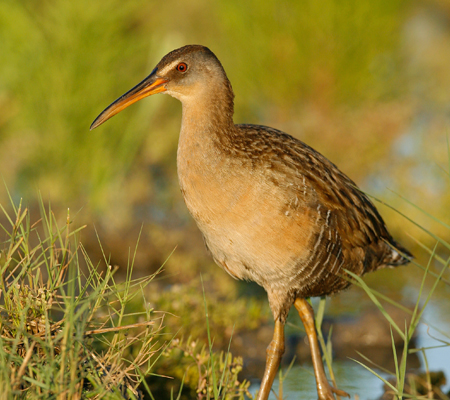 A photograph of King Rail