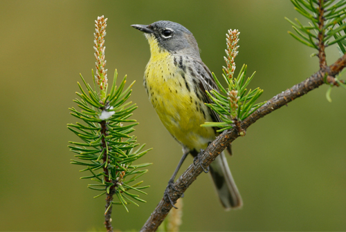 A photograph of Kirtland’s Warbler