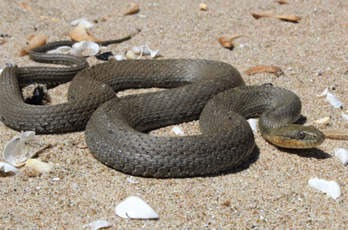 Lake Erie Watersnake