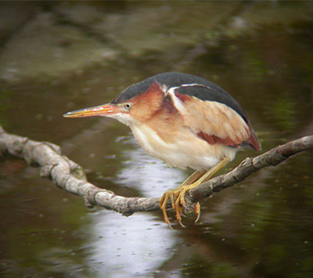 A photograph of Least Bittern