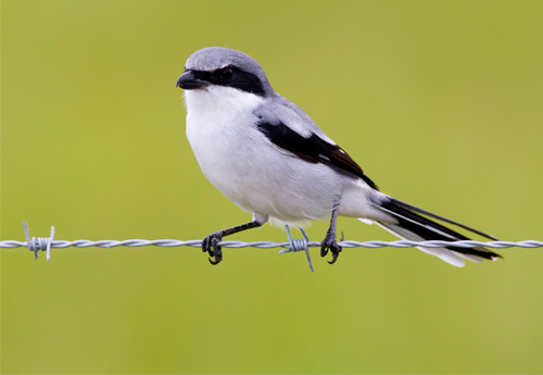 Loggerhead Shrike