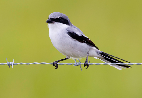 A photograph of Loggerhead Shrike