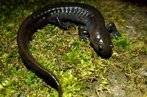 Salamandre à nez court
