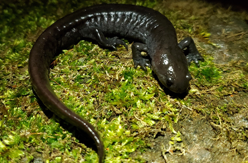 Salamandre à nez court 