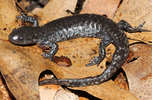 Ambystoma unisexué (Population dépendante de la salamander à petite bouche)