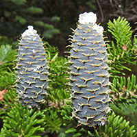 Vue rapprochée des cônes d’un sapin baumier