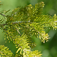 Close up of balsam fir needles