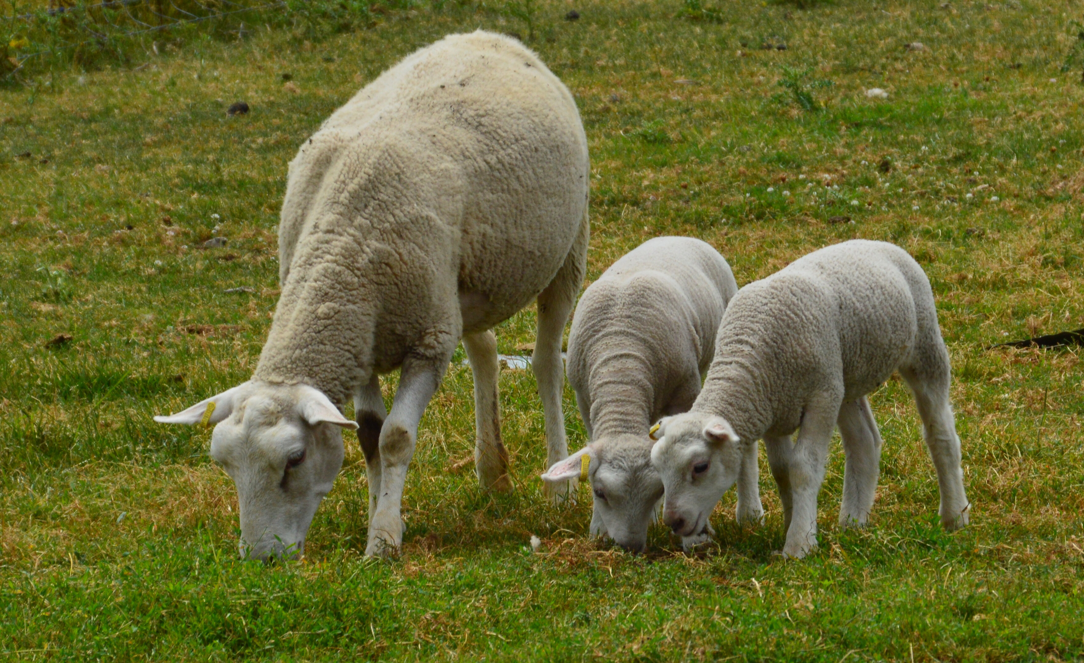 Ewe and two lambs grazing