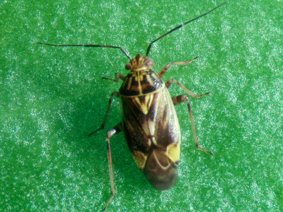 Adult lygus bug