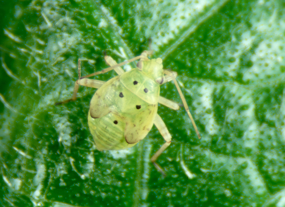 Lygus nymph