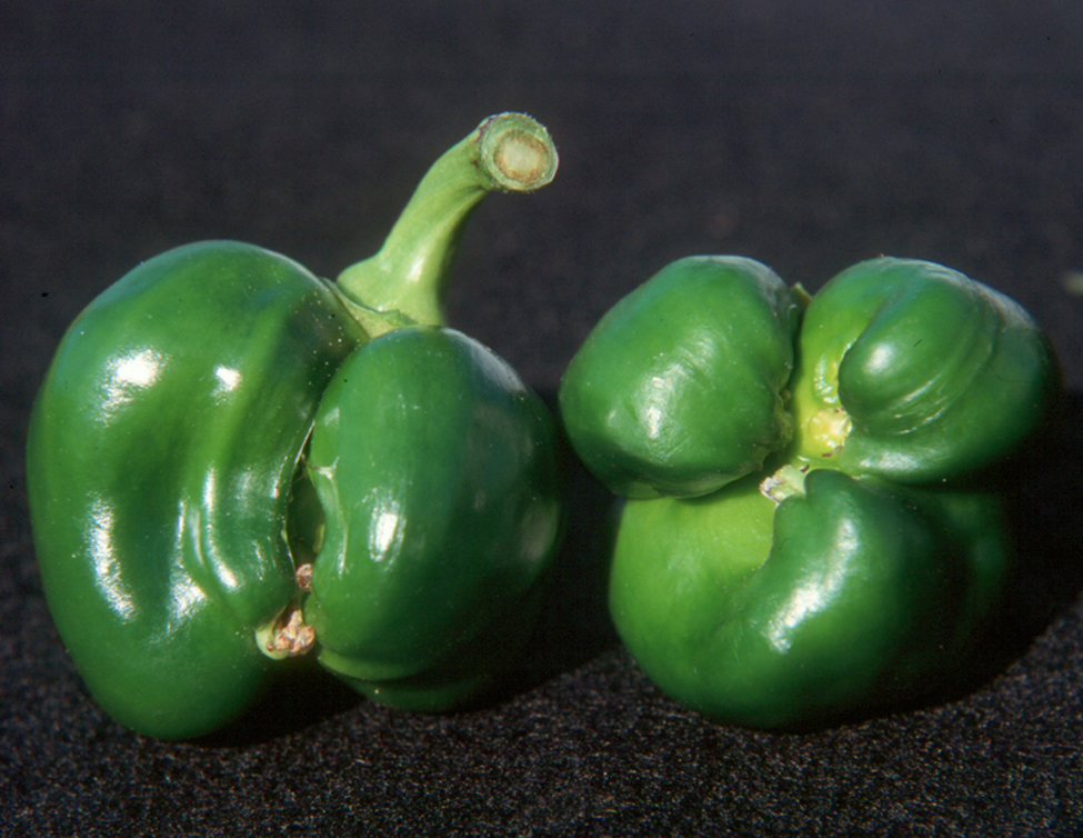 Green peppers showing damage