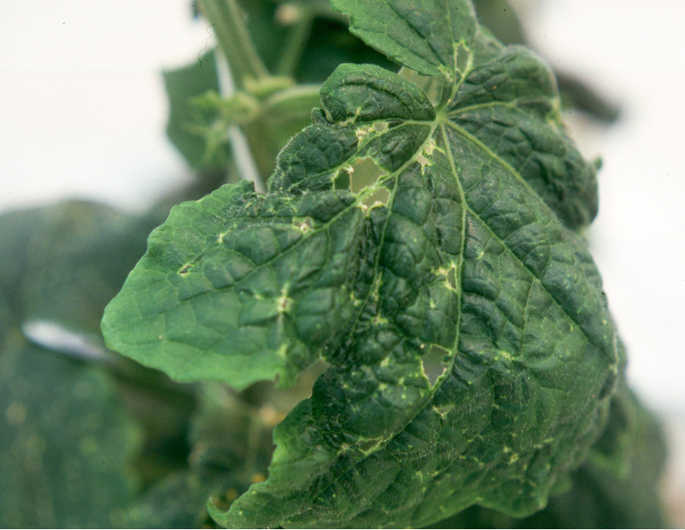 Cucumber leaf with holes