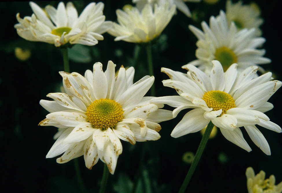 Chrysanthemum flowers damaged by lygus bug feeding